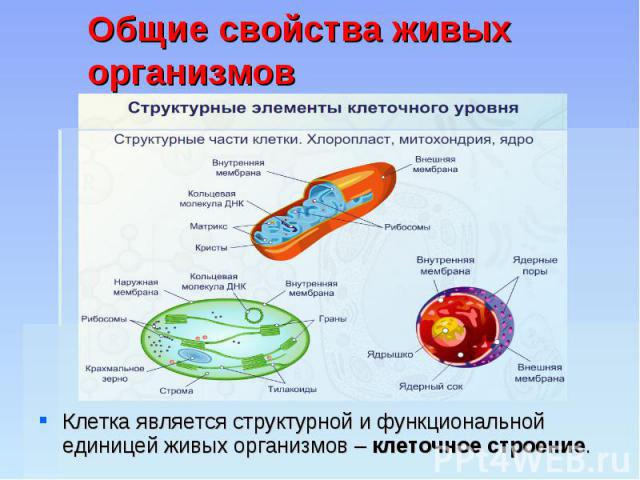 Общие свойства живых организмов Клетка является структурной и функциональной единицей живых организмов – клеточное строение.