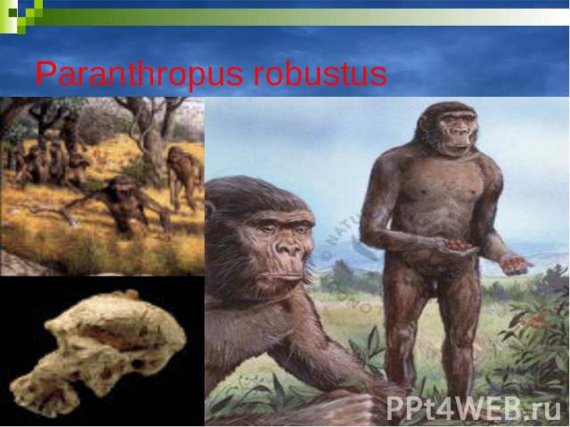 Paranthropus robustus