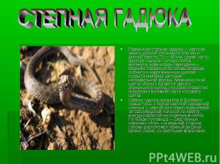 Равнинная степная гадюка&nbsp;— крупная змея с длиной тела около 550&nbsp;мм и д