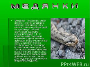 Медянки - некрупные змеи (менее 1 метра длиной) с заметно приплюснутой и относит