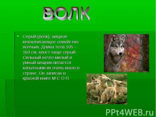 Серый (волк), хищное млекопитающее семейство волчьих. Длина тела 105 –160 см, хв