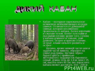 Кабан —всеядное парнокопытное нежвачное млекопитающее из рода свинья. Отличается