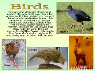 There are some 70 species of birds found nowhere else in the world, more than a