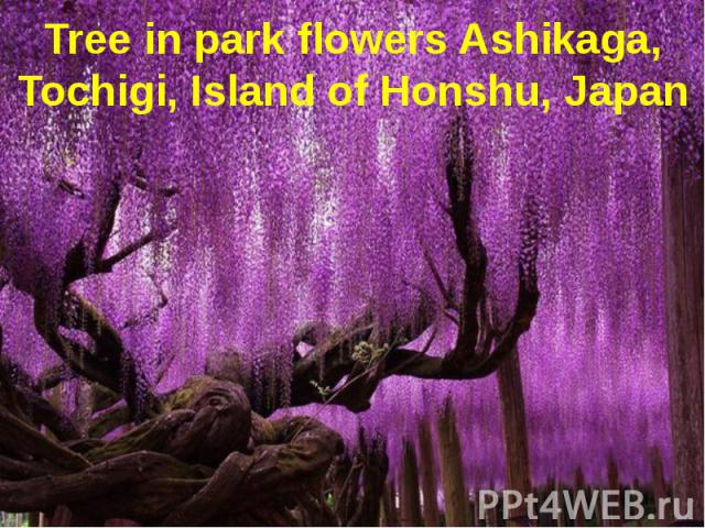 Tree in park flowers Ashikaga, Tochigi, Island of Honshu, Japan