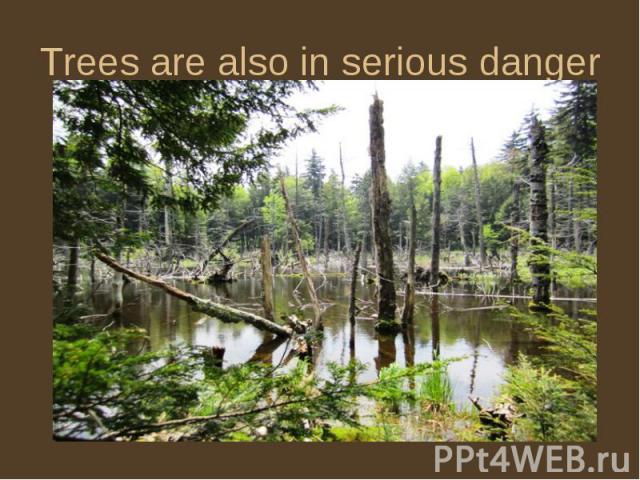 Trees are also in serious danger