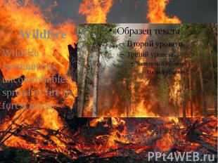 Лісова пожежа&nbsp;— стихійне, некероване поширення вогню по лісових площах. Wil