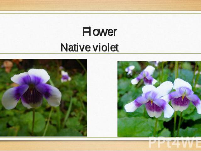 Native violet Native violet