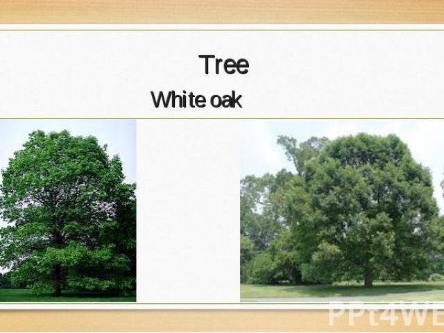 White oak White oak