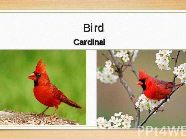 Cardinal Cardinal