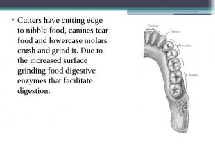 Cutters have cutting edge to nibble food, canines tear food and lowercase molars