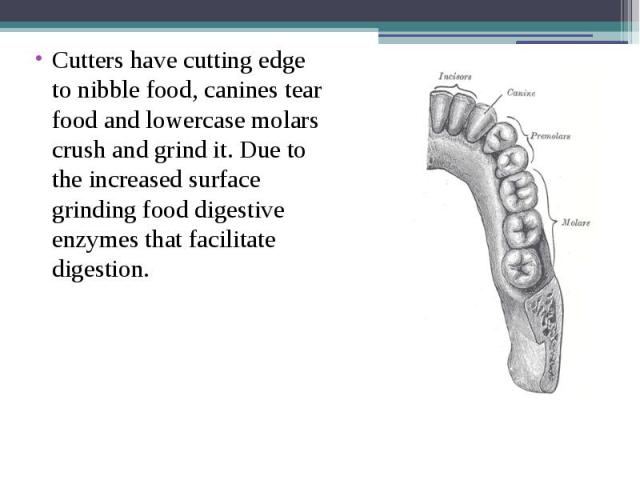 Cutters have cutting edge to nibble food, canines tear food and lowercase molars crush and grind it. Due to the increased surface grinding food digestive enzymes that facilitate digestion. Cutters have cutting edge to nibble food, canines tear food …