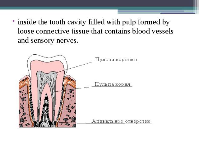 inside the tooth cavity filled with pulp formed by loose connective tissue that contains blood vessels and sensory nerves. inside the tooth cavity filled with pulp formed by loose connective tissue that contains blood vessels and sensory nerves.