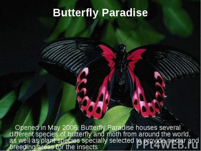 Butterfly Paradise Opened in May 2006, Butterfly Paradise houses several different species of butterfly and moth from around the world, as well as plant species specially selected to provide nectar and breeding areas for the insects