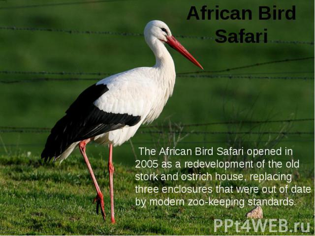 African Bird Safari The African Bird Safari opened in 2005 as a redevelopment of the old stork and ostrich house, replacing three enclosures that were out of date by modern zoo-keeping standards.
