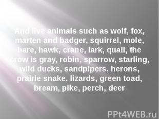And live animals such as wolf, fox, marten and badger, squirrel, mole, hare, haw