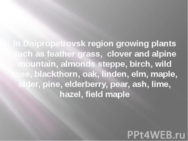 In Dnipropetrovsk region growing plants such as feather grass, clover and alpine mountain, almonds steppe, birch, wild rose, blackthorn, oak, linden, elm, maple, alder, pine, elderberry, pear, ash, lime, hazel, field maple