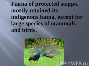 Fauna of protected steppe, mostly retained its indigenous fauna, except for larg