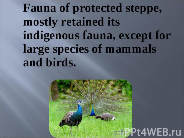 Fauna of protected steppe, mostly retained its indigenous fauna, except for large species of mammals and birds. Fauna of protected steppe, mostly retained its indigenous fauna, except for large species of mammals and birds.