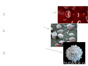 Blood is composed of plasma and formed elements (cells): Blood is composed of pl