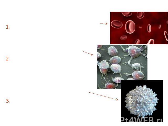 Blood is composed of plasma and formed elements (cells): Blood is composed of plasma and formed elements (cells): Red blood cells (erythrocytes) Platelets (thrombocytes) White blood cells (leukocytes)