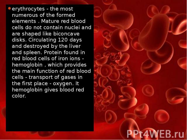 erythrocytes - the most numerous of the formed elements . Mature red blood cells do not contain nuclei and are shaped like biconcave disks. Circulating 120 days and destroyed by the liver and spleen. Protein found in red blood cells of iron ions - h…