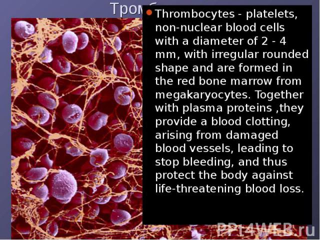 Thrombocytes - platelets, non-nuclear blood cells with a diameter of 2 - 4 mm, with irregular rounded shape and are formed in the red bone marrow from megakaryocytes. Together with plasma proteins ,they provide a blood clotting, arising from damaged…
