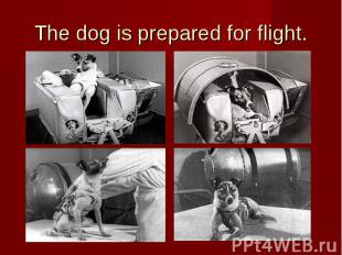 The dog is prepared for flight.