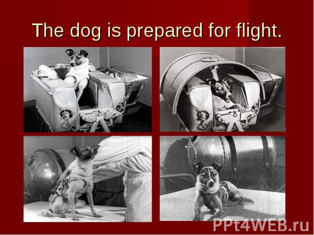 The dog is prepared for flight.