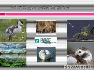 WWT London Wetlands Centre