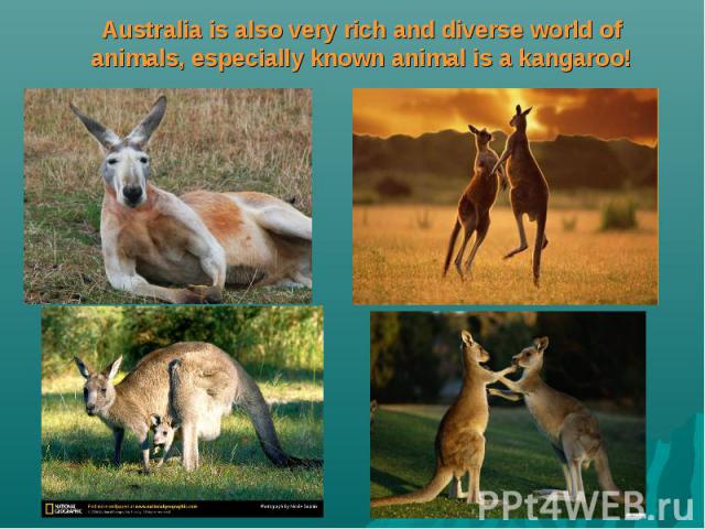 Australia is also very rich and diverse world of animals, especially known animal is a kangaroo!