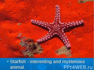 Starfish - interesting and mysterious animal.