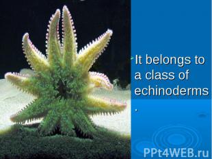 It belongs to a class of echinoderms.