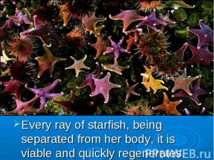 Every ray of starfish, being separated from her body, it is viable and quickly r