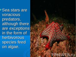 Sea stars are voracious predators, although there are exceptions in the form of