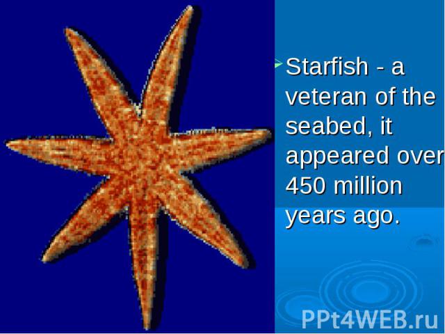 Starfish - a veteran of the seabed, it appeared over 450 million years ago.