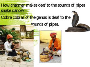 How charmer makes deaf to the sounds of pipes snake dance? How charmer makes dea