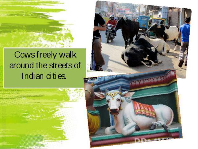 Cows freely walk around the streets of Indian cities. Cows freely walk around the streets of Indian cities.