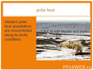 polar bear Alaska's polar bear populations are concentrated along its Arctic coa
