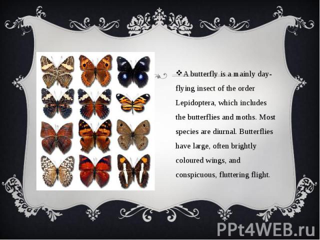 A butterfly is a mainly day-flying insect of the order Lepidoptera, which includes the butterflies and moths. Most species are diurnal. Butterflies have large, often brightly coloured wings, and conspicuous, fluttering flight. A butterfly is a mainl…