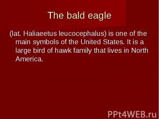 The bald eagle (lat. Haliaeetus leucocephalus) is one of the main symbols of the