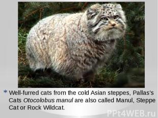 Well-furred cats from the cold Asian steppes, Pallas’s Cats&nbsp;Otocolobus manu