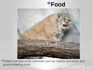 Food Pallas’s cat eats small mammals such as rodents and pikas, and ground-dwell