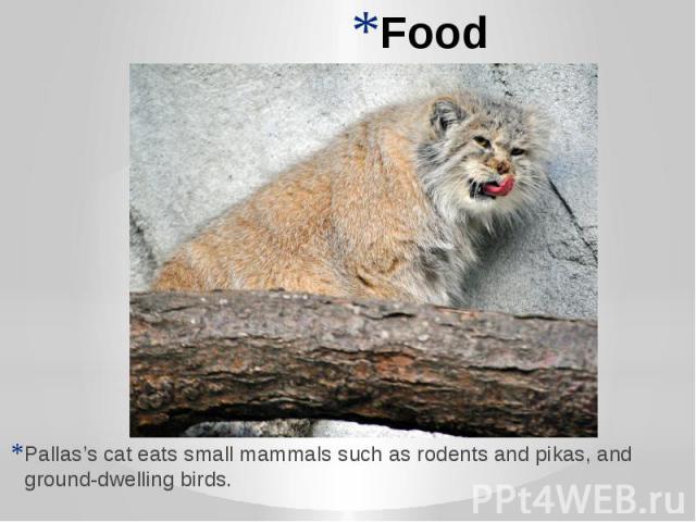 Food Pallas’s cat eats small mammals such as rodents and pikas, and ground-dwelling birds.