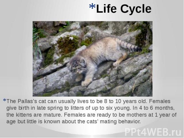 Life Cycle The Pallas’s cat can usually lives to be 8 to 10 years old. Females give birth in late spring to litters of up to six young. In 4 to 6 months, the kittens are mature. Females are ready to be mothers at 1 year of age but little is known ab…