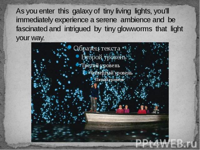 As you enter this galaxy of tiny living lights, you'll immediately experience a serene ambience and be fascinated and intrigued by tiny glowworms that light your way.
