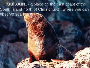 Kaikoura - a place on the east coast of the South Island north of Christchurch,