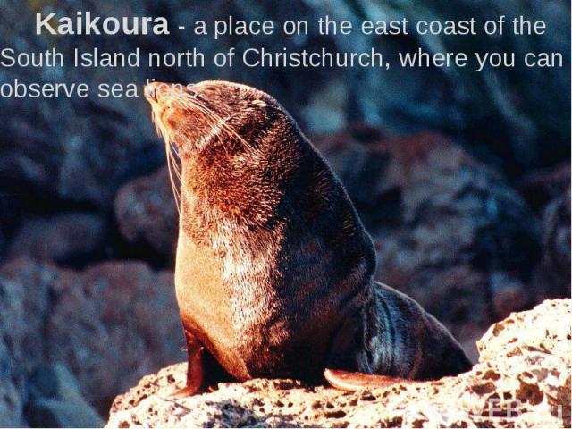 Kaikoura - a place on the east coast of the South Island north of Christchurch, where you can observe sea lions. Kaikoura - a place on the east coast of the South Island north of Christchurch, where you can observe sea lions.