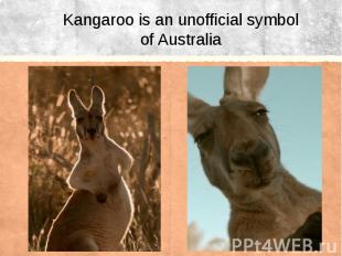 Kangaroo is an&nbsp;unofficial symbol of Australia