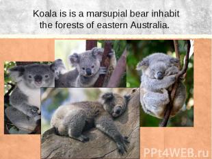 Koala is is a marsupial bear inhabit the forests of eastern Australia.