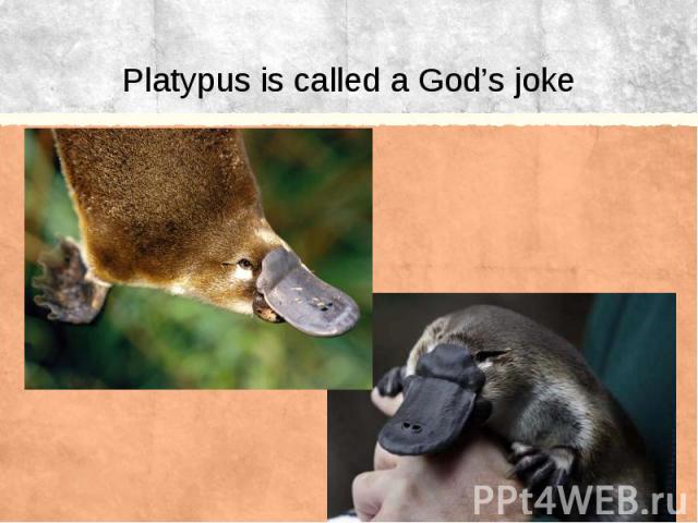 Platypus is called a God’s joke